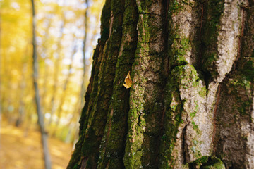 Close up an old tree bark with one yellow leaf and green moss on a background of autumn forest