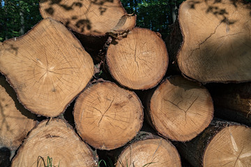 close up of the pine wood in a stock