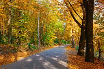 Fototapeta na wymiar Bright and scenic landscape of new road across auttumn trees with fallen orange and yellow leaf