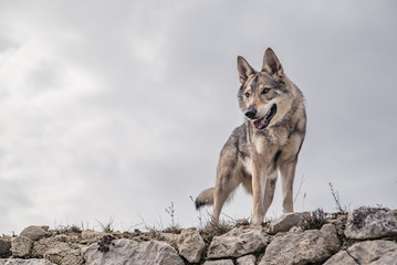 wolf standing on a ruin with plenty space for text or advert