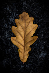 Dry leaf over the ashes
