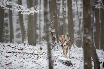 Grey Wolf (Canis lupus) comes Towards Left - captive animal