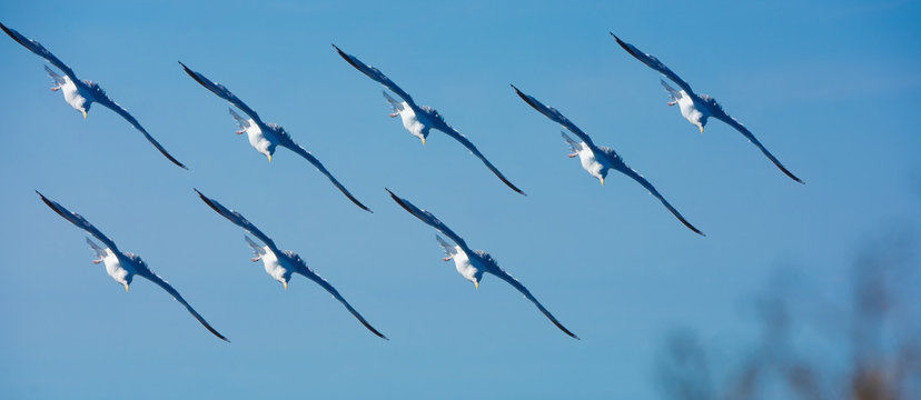 Squadron photo montage seagulls flying in blue sky