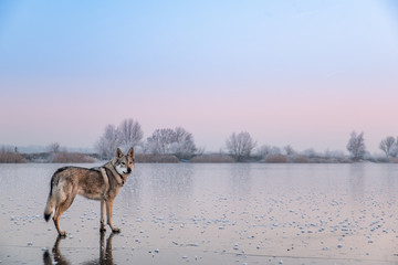 wolf standing on frozen lake while sunset is taking place behind