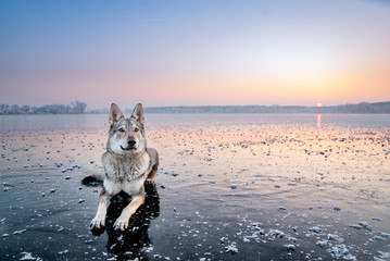 Wolf lying on the icy lake with sunset reflection in the background where is plenty space for text