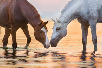 Horses drink water at sunrise
