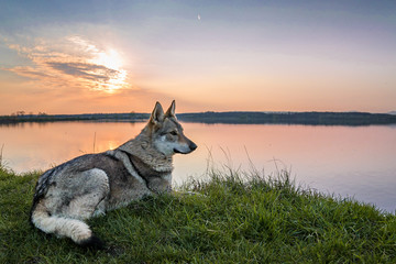wolfdog in the nature