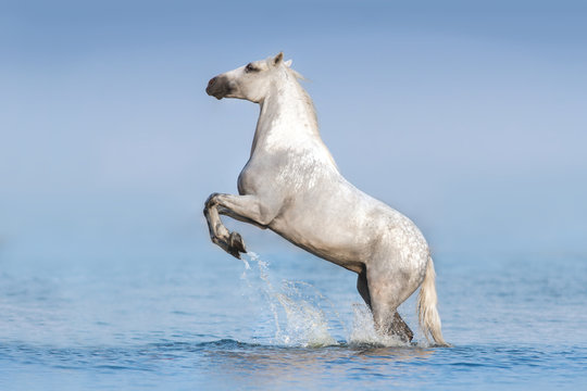 White horse rearing up in blue water with splash