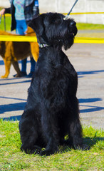 Giant Schnauzer. black giant schnauzer sitting in grass