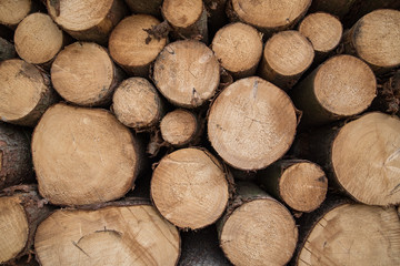 close up at pine timber on the stock