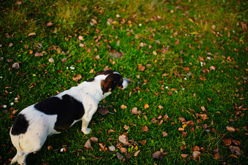 One lonely mongrel spotted dog walk along the green autumn grass with leafage on it