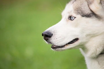 un portrait d'un chien husky gris et blanc sur un fond d'herbe vert flou