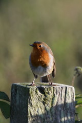 Robin