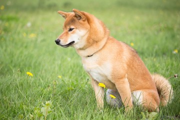 Naklejka na ściany i meble petit chien japonais shiba inu en éducation canine avec une position assis