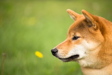 un portrait de la tête du chien japonais shiba inu avec un air attentif