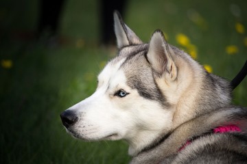 le portrait de la tête d'un chien husky avec un collier rose