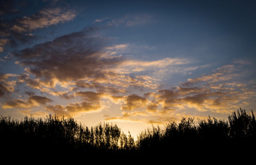 Sunset over the trees