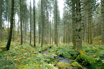 Amazing wild nature.