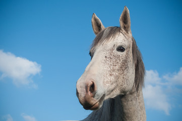 Obraz na płótnie Canvas portrait de cheval gris dans une prairie 