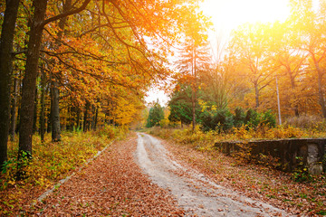 Bright and colorful landscape of sunny autumn forest with trail and stone bloc on the side of way
