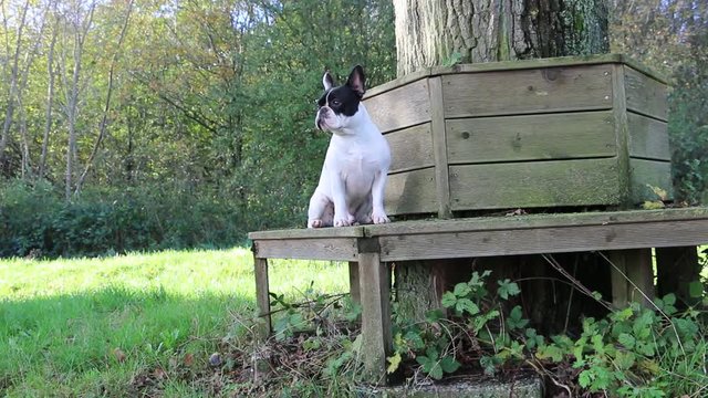 franz&ouml;sische bulldogge sitzt auf einer holzbank an einem Baum