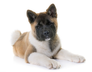 puppy american akita