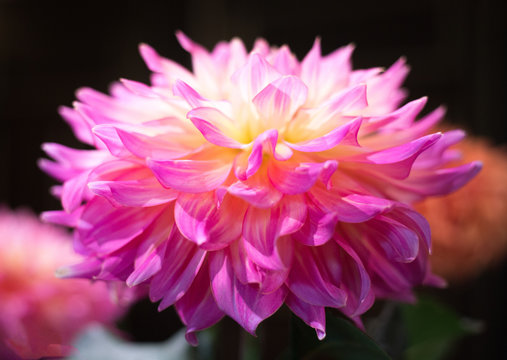 Vibrant Pink and White Dahlia 