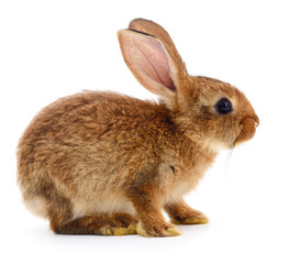 Brown rabbit on white.