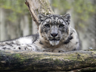 Obraz premium Snow leopard, Uncia ounce, lies on a raised branch