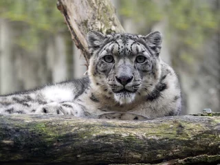 Möbelaufkleber Snow leopard, Uncia ounce, lies on a raised branch © vladislav333222
