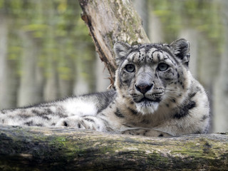 Snow leopard, Uncia ounce, lies on a raised branch