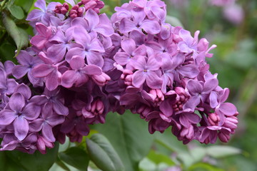 Lilac
