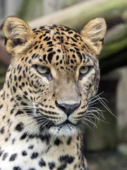Foto op Canvas portrait of female Sri Lanka Leopard, Panthera pardus kotiya © vladislav333222