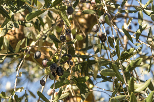 Reife Oliven in der Toskana