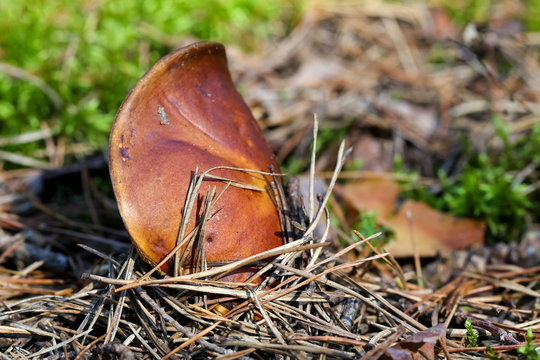 Edible mushroom grows out from the ground