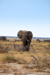 Obraz premium he old African elephant Loxodonta africana bush in the Etosha National Park, Namibia