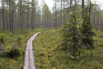 Duckboards turning right on the swamp in Finland. Autumn day. Silent forest.