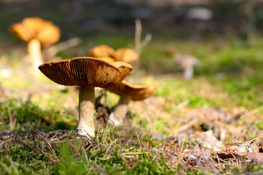 Group of wild mushrooms in its wild environment