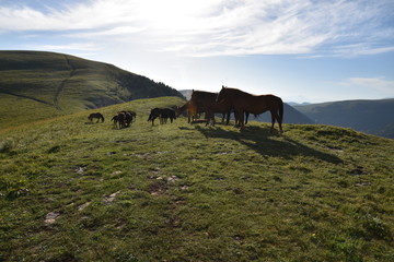 Lago Naki. Horses