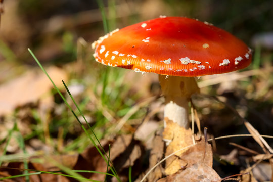 Red toadstool in its natural place