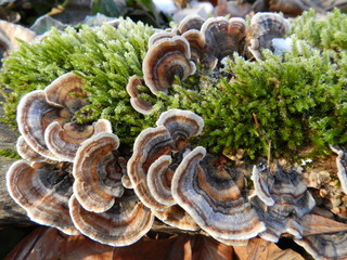 Mushrooms and moss