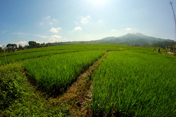 Fototapeta na wymiar rice plants, mountains, and blue skies