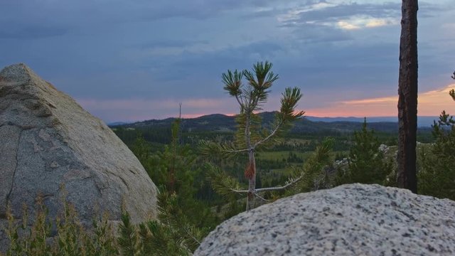 Sunset small pine tree sapling in the Wallowa mountains