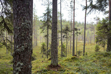 Finnish forest on an autumn day.