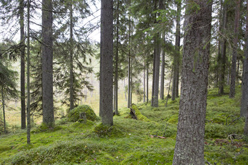 Obraz premium Finnish forest on an autumn day.