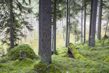 Finnish forest on an autumn day.