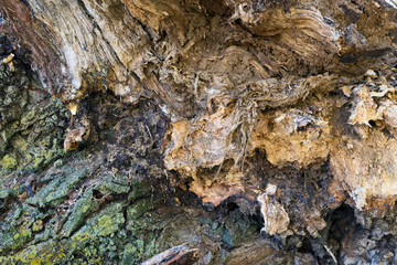 trunk rotten