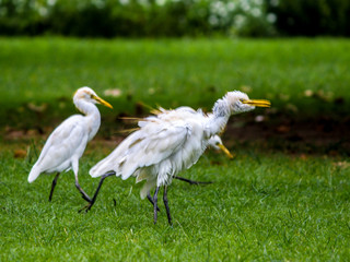 bird