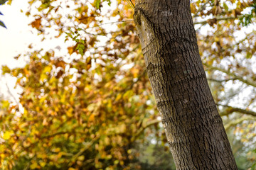 Obraz premium Vive l'Automne