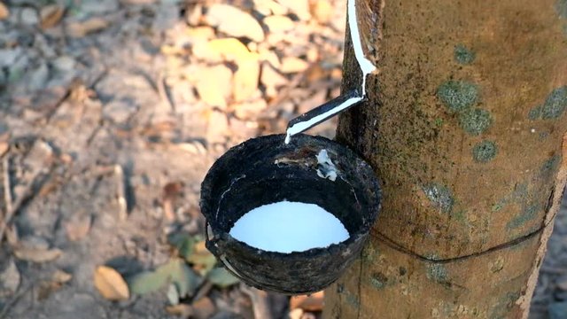 Rubber latex extracted from rubber tree. Natural rubber